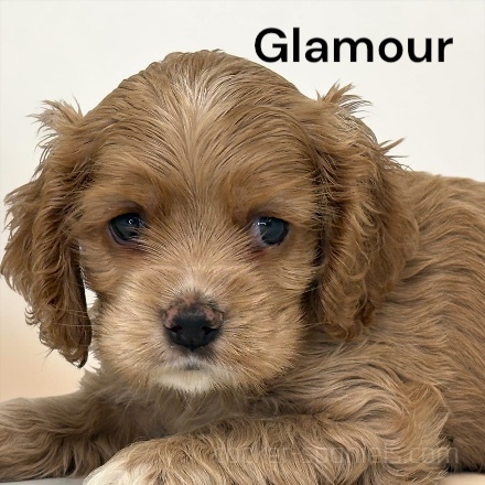 glamour ws3