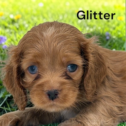 glitter ws2