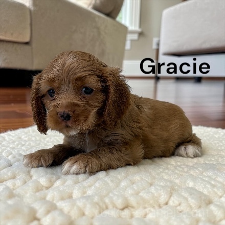 gracie ws3