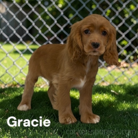 gracie ws5