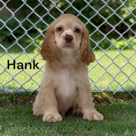 hank ws5