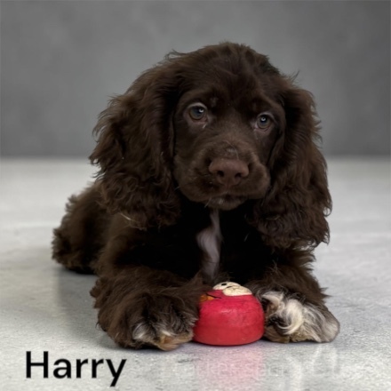 harry ws4