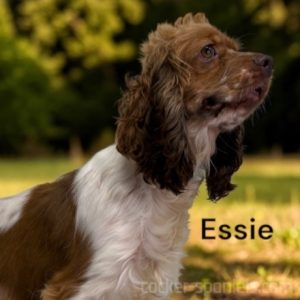essie ws1