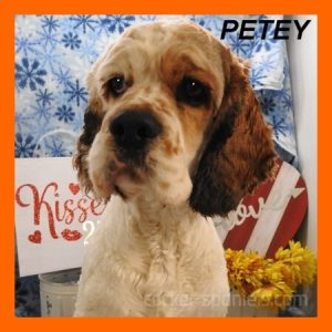 petey ws1